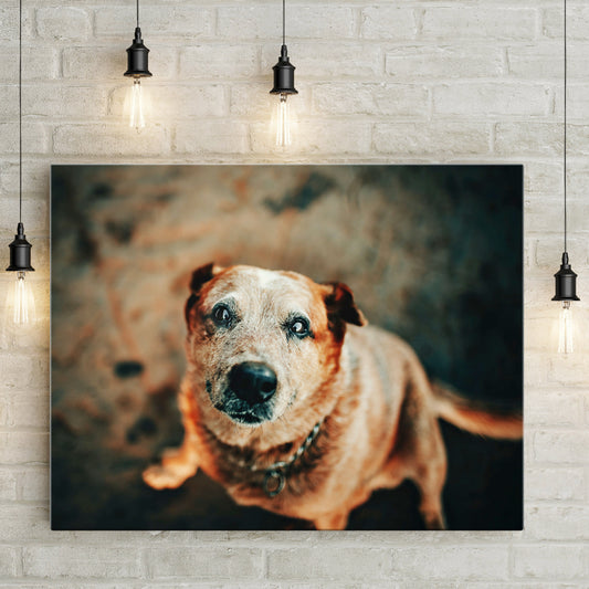 Dog photo print on canvas